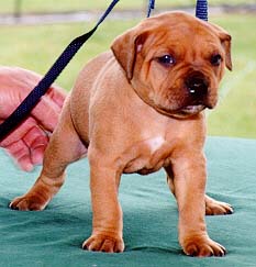Nikki at 4 weeks