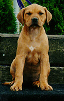Nikki at 8 weeks